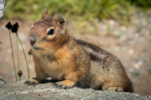 Ground Squirrel Sits Atop Cascade Pass