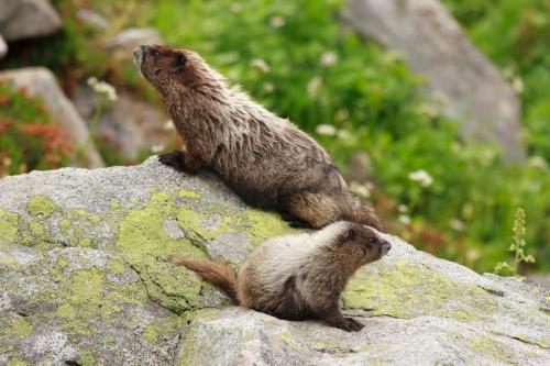 Marmots on a Rock