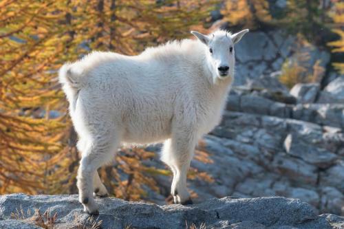 Mountain Goat at Stiletto Lake