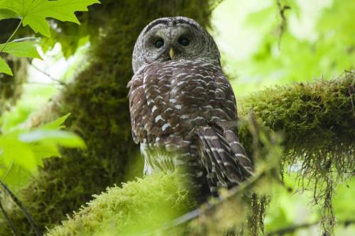 Barred Owl Sitting on a Branch