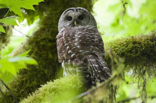 Barred Owl, Olympic National Park, Washington