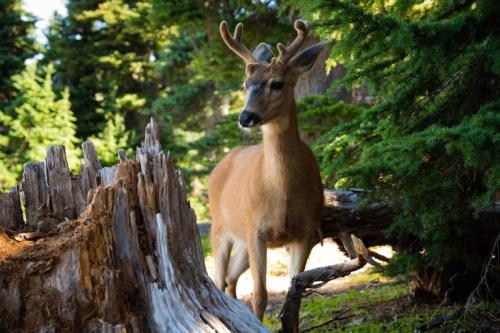 Deer Encounter at Olympic National Park