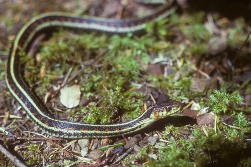 Garter Snake, Olympic National Park, Washington