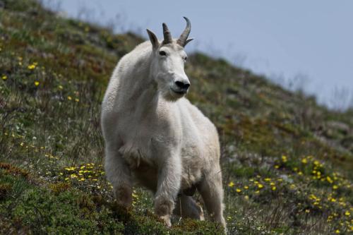 Mountain Goat in Olympic National Park