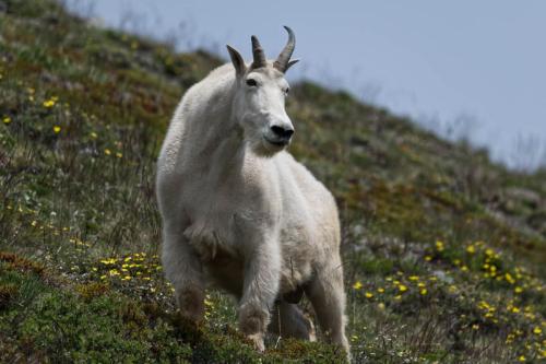 Mountain Goat, Olympic National Park, Washington