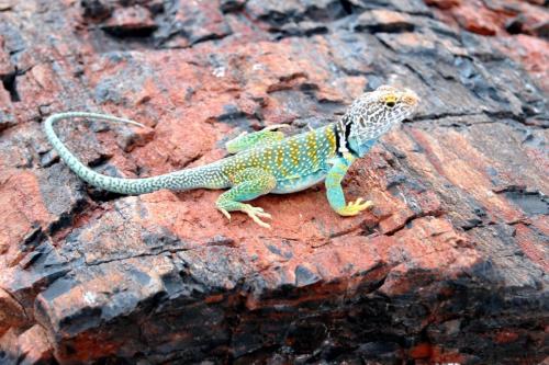 Collared Lizard on a Piece of Petrified Wood