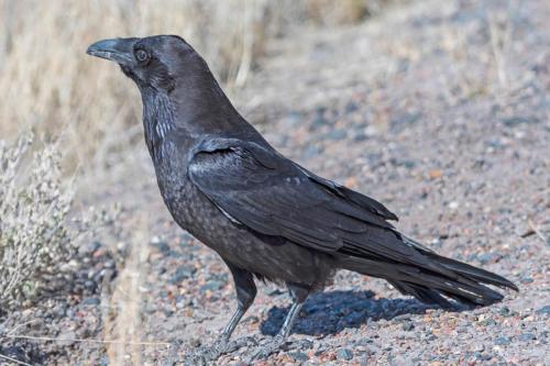 Common Raven Looking for Food