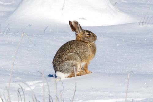 Desert Cottontail Rabbit on Fresh Snow