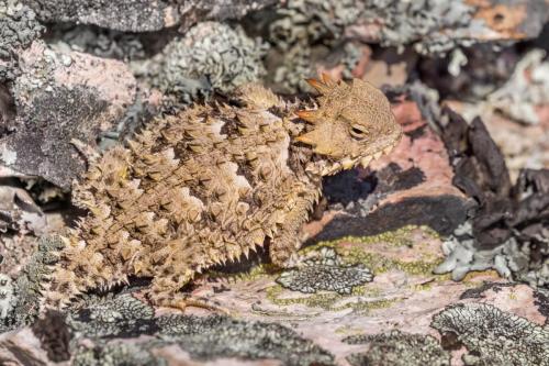 Coast Horned Lizard Blending with a Rocky Terrain