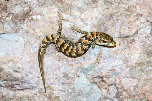 Lizard at Pinnacles National Park