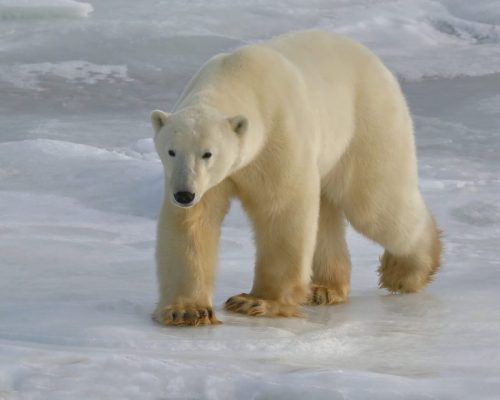 Polar Bear, Churchill, Manitoba, Canada | Photo Credit: Vella Torvik