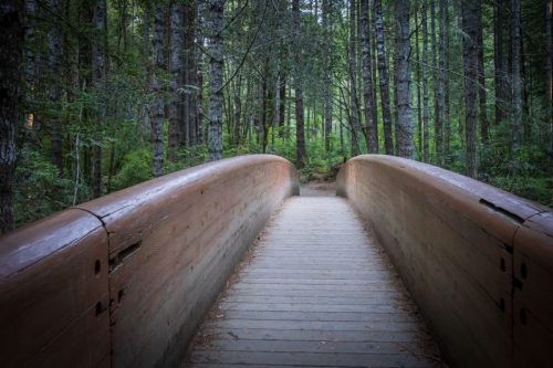 Lady Bird Johnson Grove Trail, Redwood National and State Parks, California | Photo Credit: Juventa Vezzani