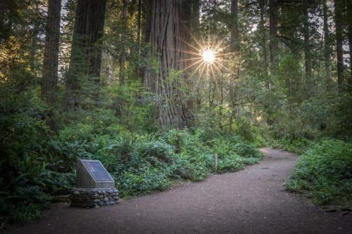 Lady Bird Johnson Grove Trail, Redwood National and State Parks, California | Photo Credit: Juventa Vezzani