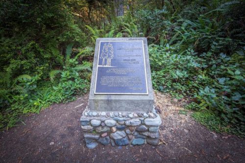 Lady Bird Johnson Grove Trail, Redwood National and State Parks, California | Photo Credit: Juventa Vezzani