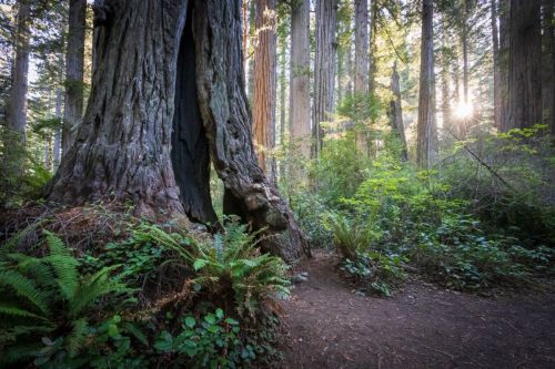 Lady Bird Johnson Grove Trail, Redwood National and State Parks, California | Photo Credit: Juventa Vezzani