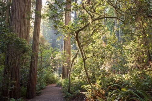 Lady Bird Johnson Grove Trail, Redwood National and State Parks, California | Photo Credit: Juventa Vezzani