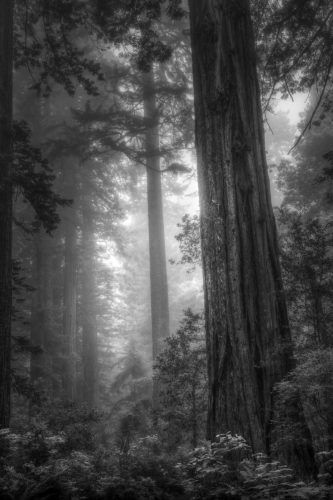 Lady Bird Johnson Grove Trail, Redwood National and State Parks