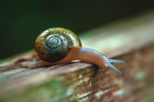 Tiny Snail Crawling Over a Bench
