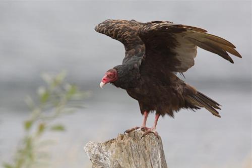 Turkey Vulture Ready to Take Flight