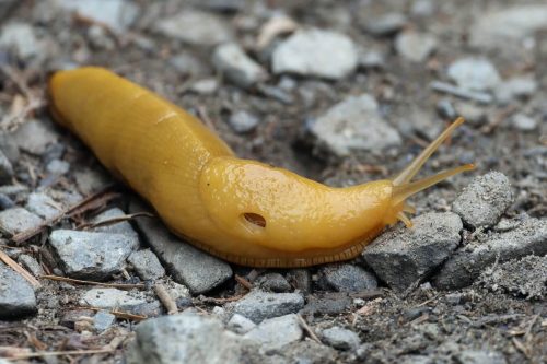 Banana Slug, Redwood and State National Parks, California | Photo Credit: Vella Torvik