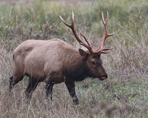 Roosevelt Bull Elk, Redwood and State National Parks, California | Photo Credit: Vella Torvik