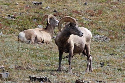 Alert Bighorn Sheep
