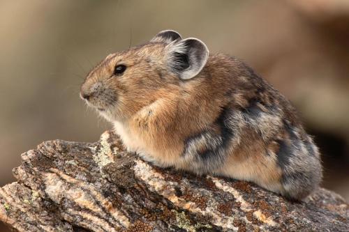 American Pika, Rocky Mountain National Park, Colorado