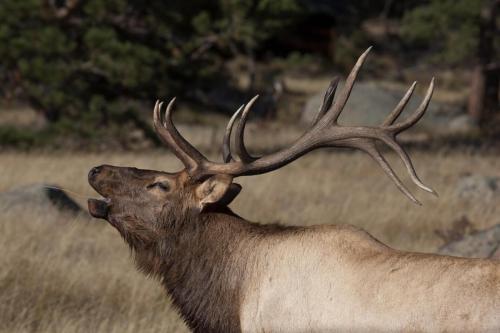 Elk Bugling in Rocky Mountain