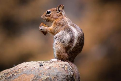 Golden-mantled Ground Squirrel, Rocky Mountain National Park, Colorado