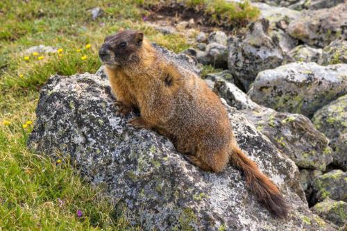 Marmot Resting on a Rock