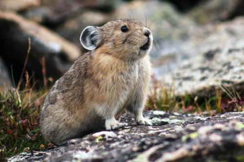 American Pika, Rocky Mountain National Park, Colorado
