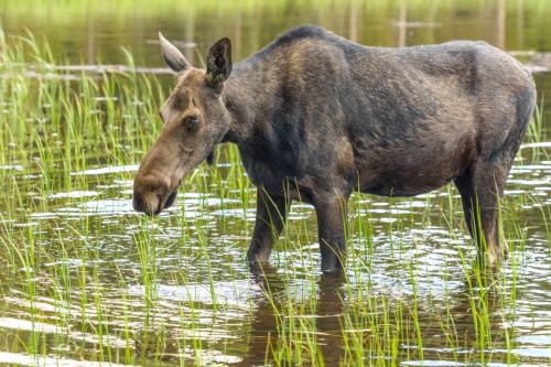 Young Female Wild Moose Feeding