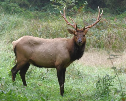 Roosevelt Bull Elk, Redwood and State National Parks, California | Photo Credit: Vella Torvik