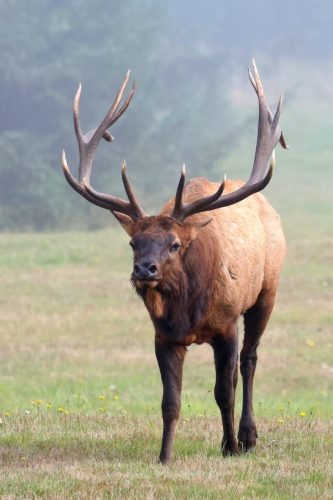 Roosevelt Bull Elk, Redwood and State National Parks, California | Photo Credit: Vella Torvik
