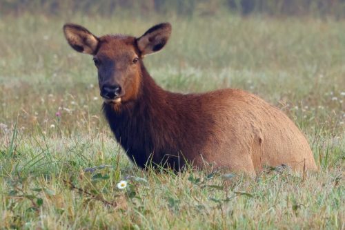 Roosevelt Cow Elk, Redwood and State National Parks, California | Photo Credit: Vella Torvik
