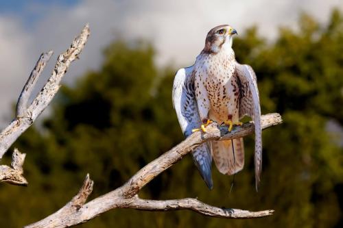 Arizona Peregrine Falcon