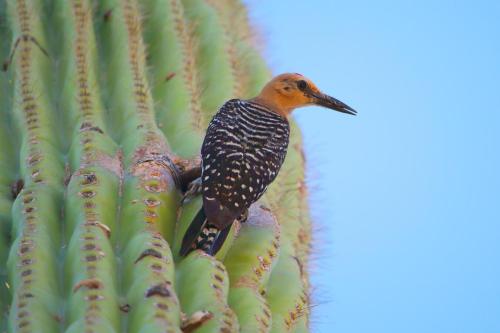 Gila Woodpecker Saguaro