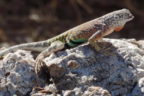 Greater Earless Lizard at Saguaro