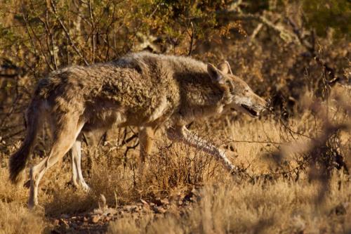 Large Male Coyote in Saguaro