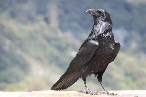 Crow in Sequoia National Park
