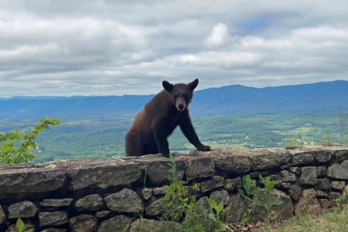 Black Bear, Shenandoah National Park, Virginia | Photo Credit: Bonnie Clark