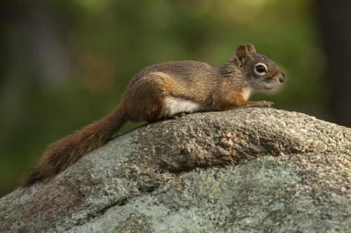 Squirrel on a Rock in Shenandoah