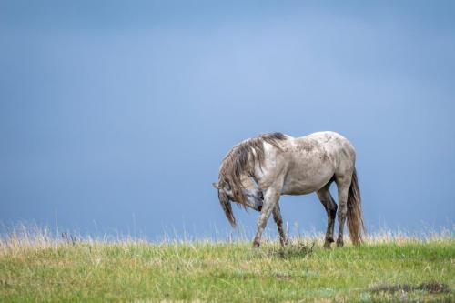 Johnson's Plateau Pulloff