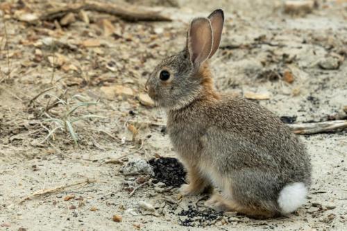 Small Bunny in Theodore Roosevelt