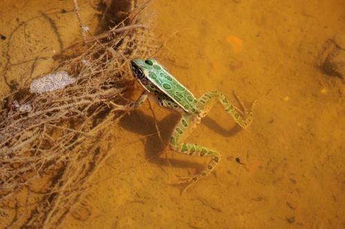 Small Green Frog Swims in a Shallow Stream