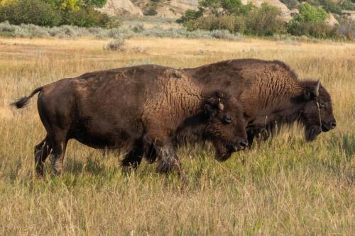 Wild Buffalo Roam the Grasslands