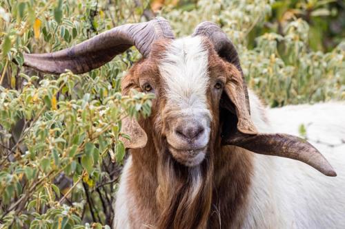Wild Goat Foraging for Food