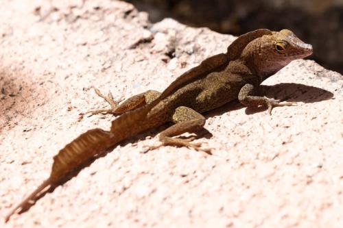 Wild Lizard in the U.S. Virgin Islands