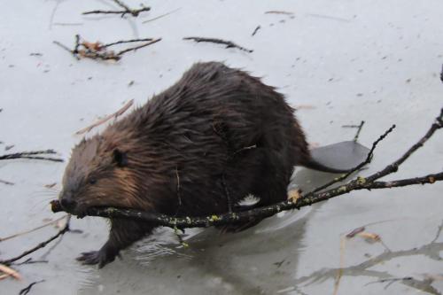 Beaver Preparing for Winter