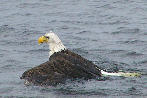 Eagle in Water